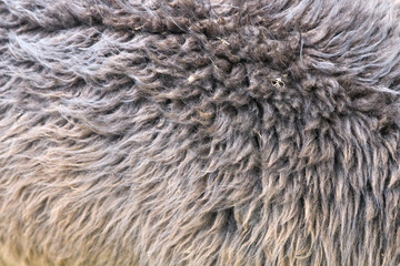 Alpaca wool closeup