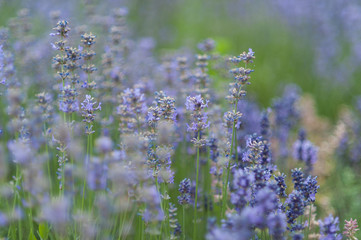 Lavender flowers in lavender field.