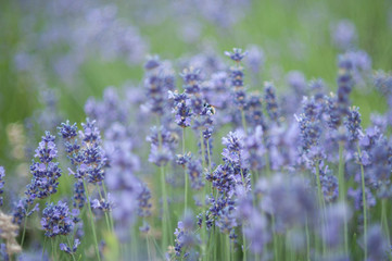 Lavender flowers in lavender field.