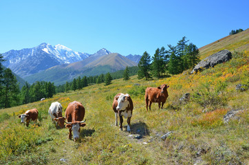 Fototapeta na wymiar Cows grazing in the Altai mountains, Russia