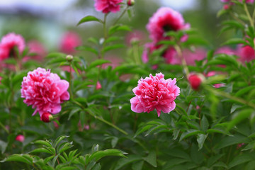 Blooming peony, very beautiful