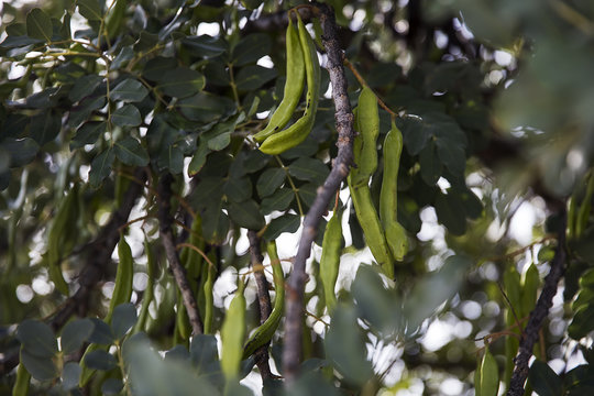 Detail of the carob tree
