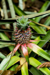 Detail from pineapple plantation