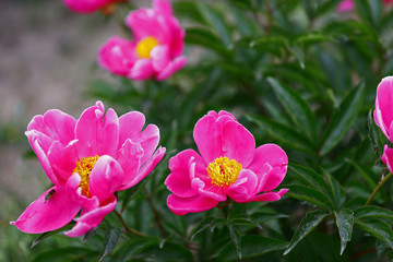 Blooming peony, very beautiful