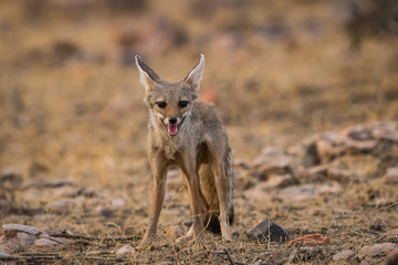A  fox from the wild jungle