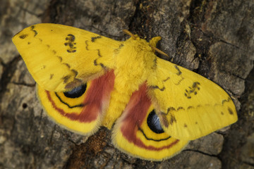 Io moth - Automeris io, beautiful colorful moth from North American forests.