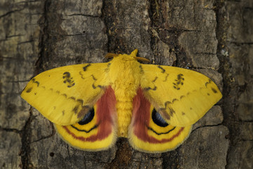 Io moth - Automeris io, beautiful colorful moth from North American forests.