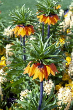 Sunset, Fritillaria imperialis (crown imperial, imperial fritillary or Kaiser's crown), a species of flowering plant in the lily family