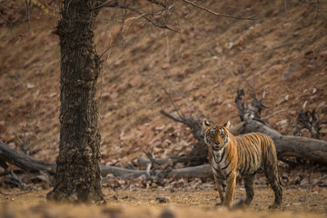 Obraz na płótnie Canvas Tigress on prowl at Ranthambore Tiger Reserve