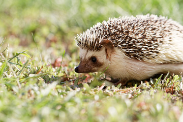  African white- bellied hedgehog