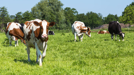 Fototapeta na wymiar A group of curious brown spotted Dutch cows outside on a meadow