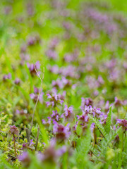 Blossoming glade with grass