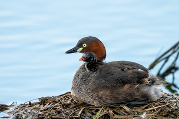 little grebe also known as dabchick, is a member of the grebe family of water birds
