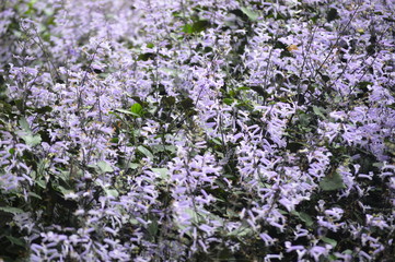 Obraz premium Garden With Flowers In Cameron Highland