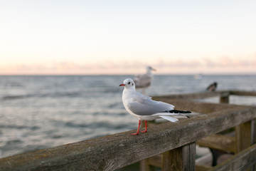 Seagull at the sunset on the coast of the Baltic Sea at the station of Usedom in Germany