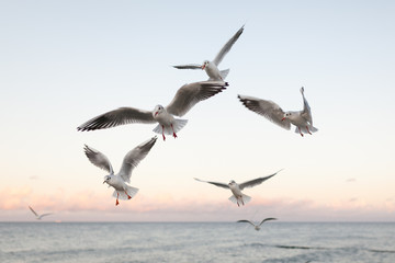 Group of gulls at sunset on the Baltic Sea shore on the island of Usedom in Germany