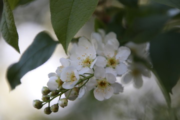 bird cherry