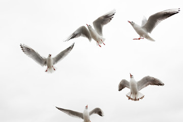 Obraz premium Group of gulls asking for food on the Baltic Sea shore on the island of Usedom in Germany 