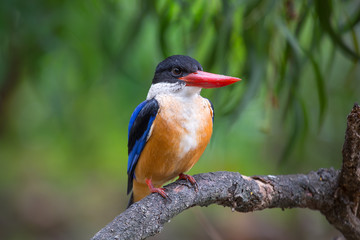 Black-Capped Kingfisher has a purple-blue wings and back, black head and shoulders, white neck collar and throat, and rufous underparts.