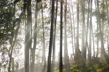 Silhouettes of people and trees in the forest