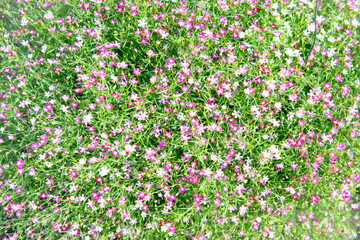 Obraz na płótnie Canvas beautiful little white and Pink Flowers background texture