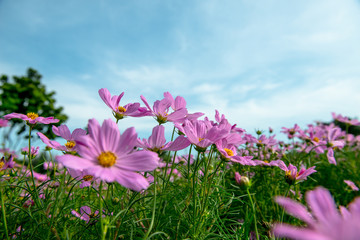 Pink Cosmos Flowers with sky