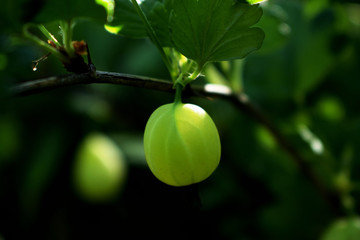 bright green gooseberry on a branch