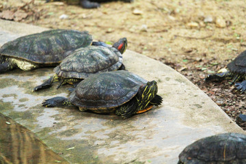 Obraz premium The turtles are in the farm at the zoo.