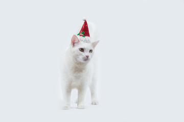 white cat with santa hat