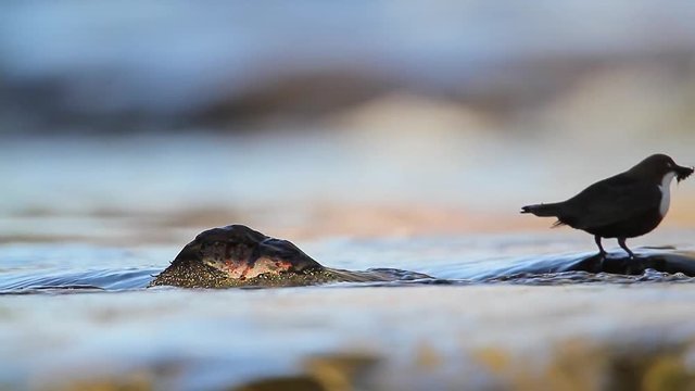 Common Dipper in Vosges, France - specie Cinclus cinclus family of Cinclidae