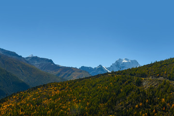 Autumn tree color with Holy Snow Mountain in Yading national reserve at Daocheng County, in the southwest of Sichuan Province, China.