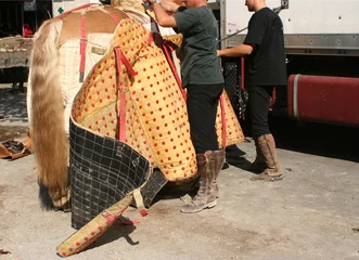 Photo sur Plexiglas Tauromachie protection du cheval