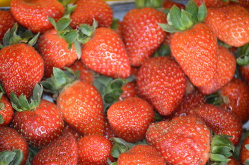 Strawberry In Cameron Highland Malaysia