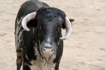 tête de taureau