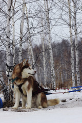 сибирский хаски