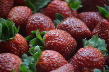 Strawberry In Cameron Highland Malaysia