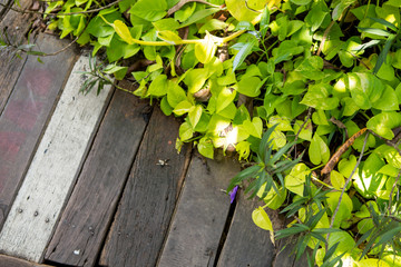 Ferry Port in Thailand