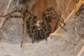 hunter spider lurking and watching from the web nest