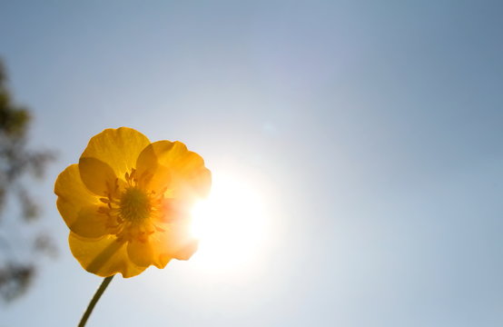 Fototapeta красивый желтый цветок лютик на фоне голубого неба и солнца        
