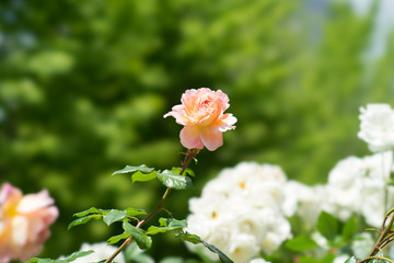 ピンクベージュの薔薇の花