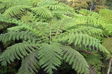 Rainforest Tree in Malaysia