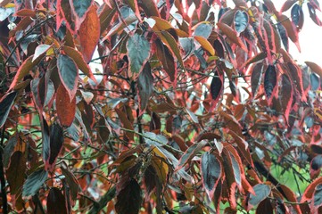 Rainforest Tree in Malaysia