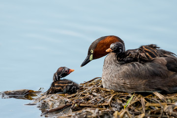 little grebe also known as dabchick, is a member of the grebe family of water birds