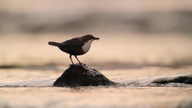 Common Dipper in Vosges, France - specie Cinclus cinclus family of Cinclidae
