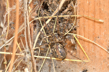 hunter spider lurking and watching from the web nest