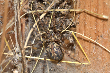 hunter spider lurking and watching from the web nest