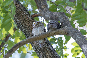 Spotted owlet is a small owl which breeds in tropical Asia