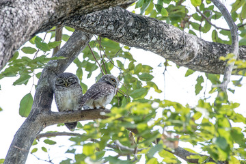 Spotted owlet is a small owl which breeds in tropical Asia