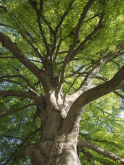 Obraz premium Blick auf die Äste und das Blätterdach einer alten Buche.