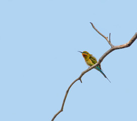 blue tailed bee eater bird